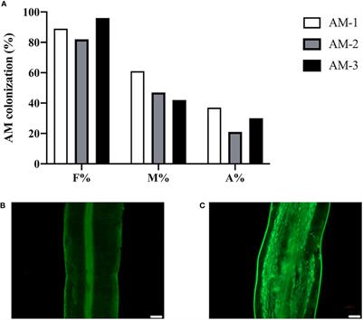 Comparative proteomic analysis identifies proteins associated with arbuscular mycorrhizal symbiosis in Poncirus trifoliata